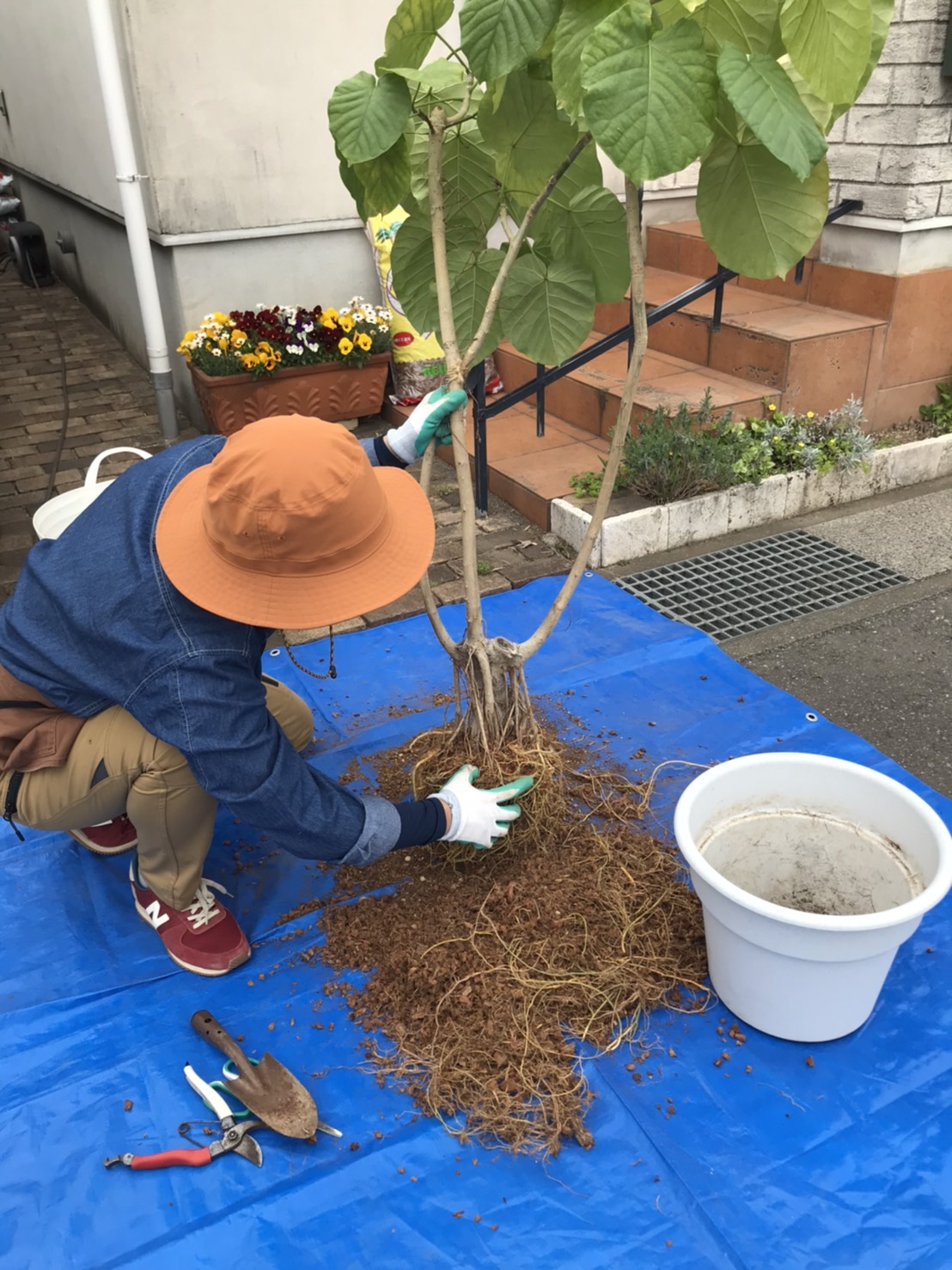 当店での観葉植物の植え替えについて ベラボン 使用 Green Basket グリーンバスケット お花とグリーンのサポートサービス 埼玉 東京